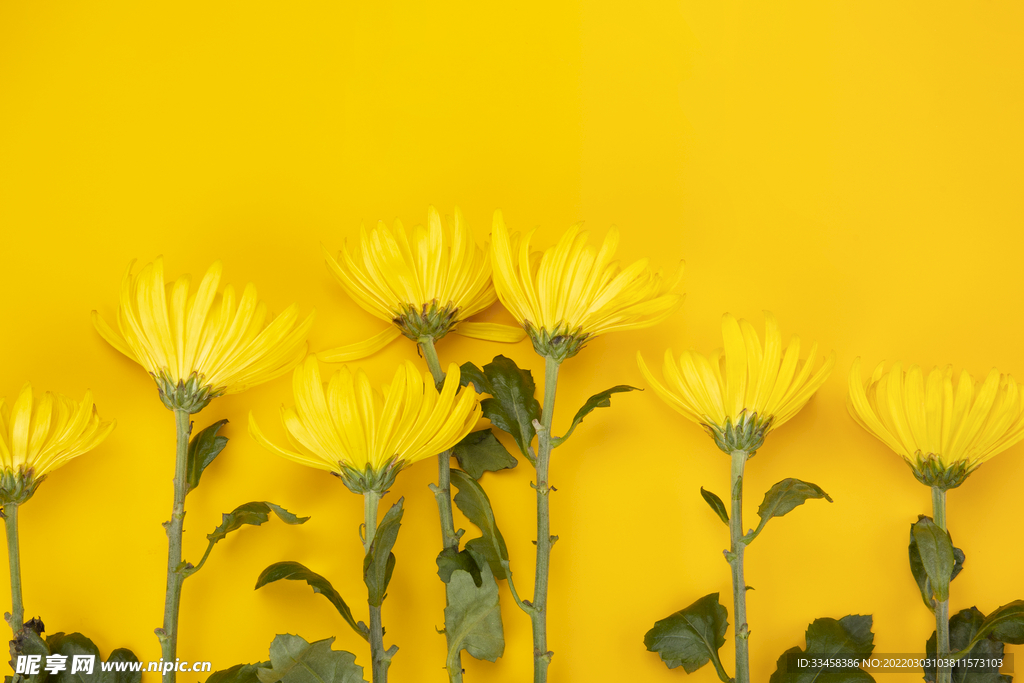 黄色菊花