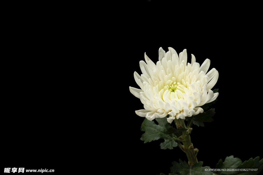 清明节菊花白菊花