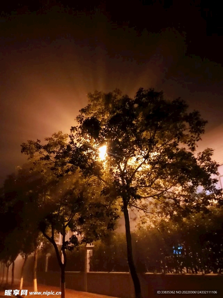 树背后的灯光