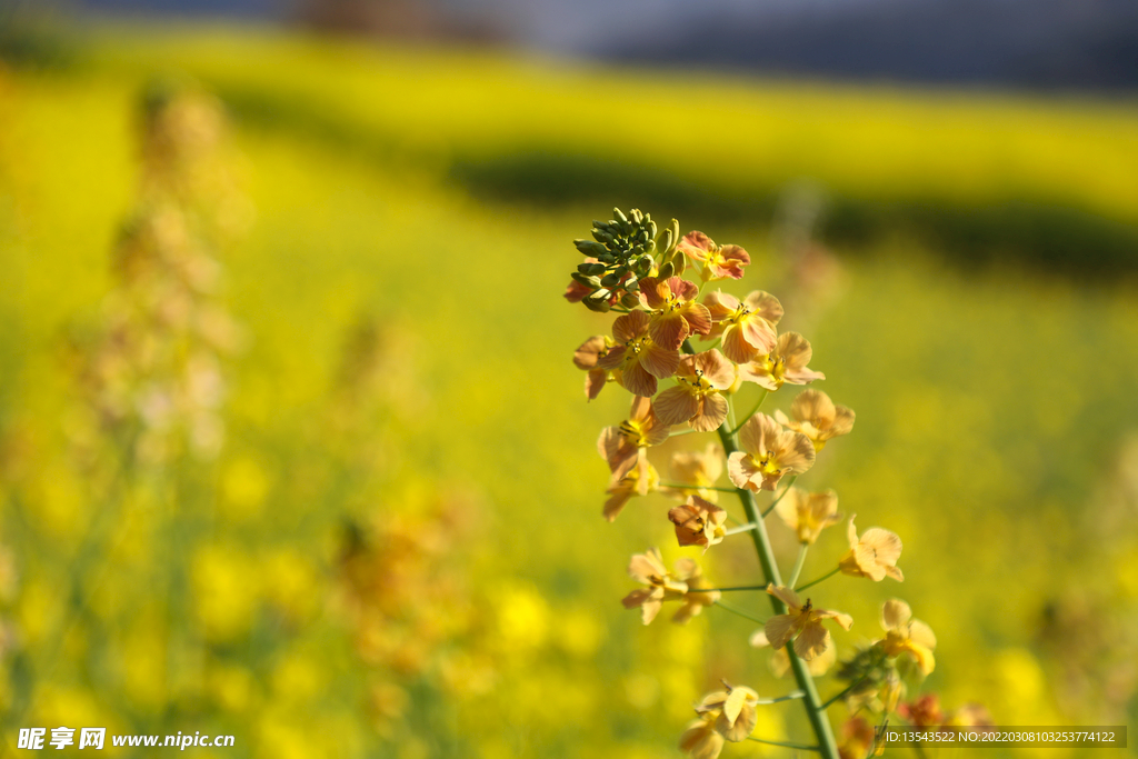 油菜花开
