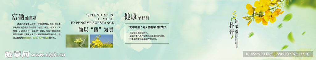 春天油菜花唯美背景素材