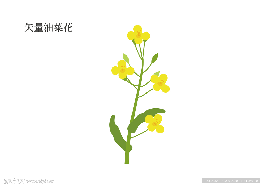 矢量油菜花