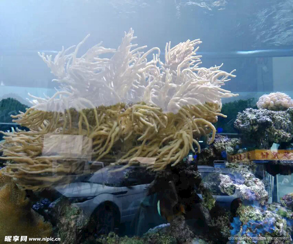 鱼缸花菜观赏珊瑚