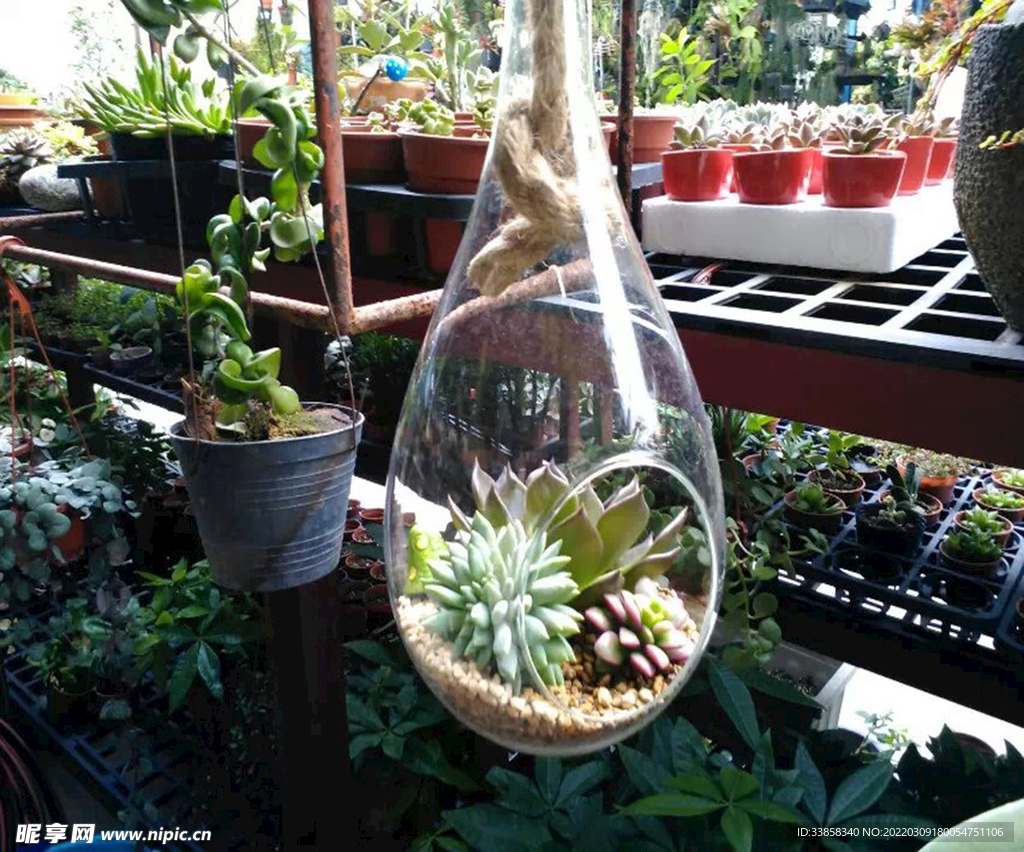 花地湾多肉观赏植物