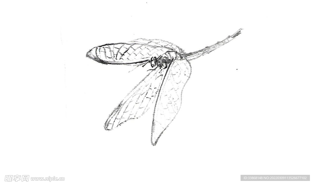手绘蜻蜓国画