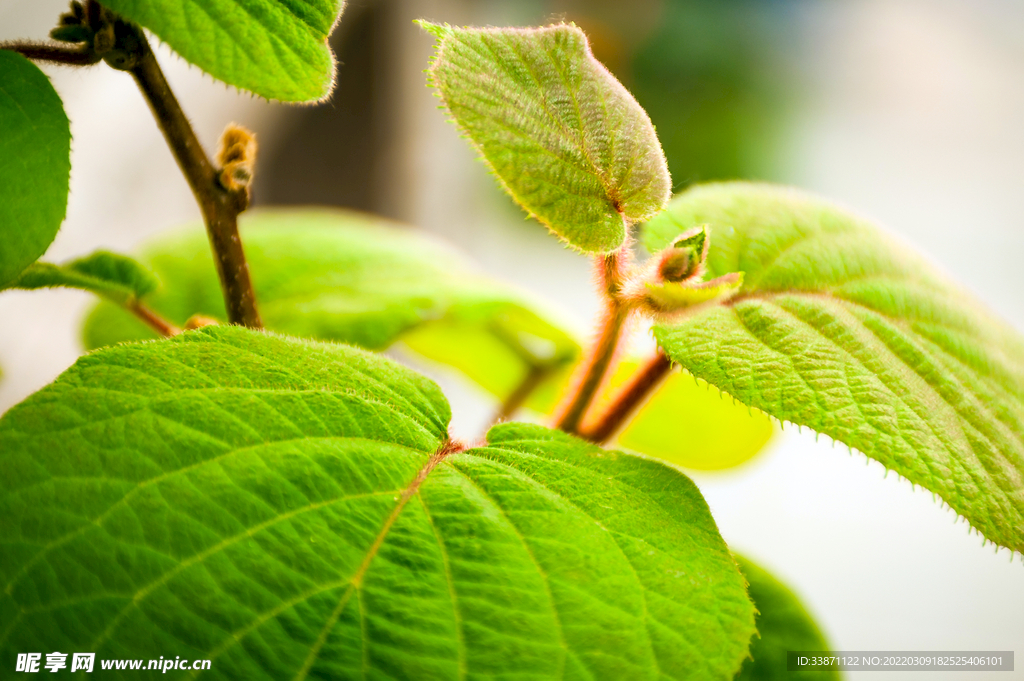 春天 发芽 植物
