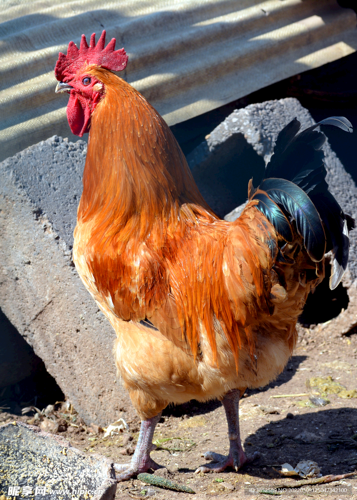 老公鸡