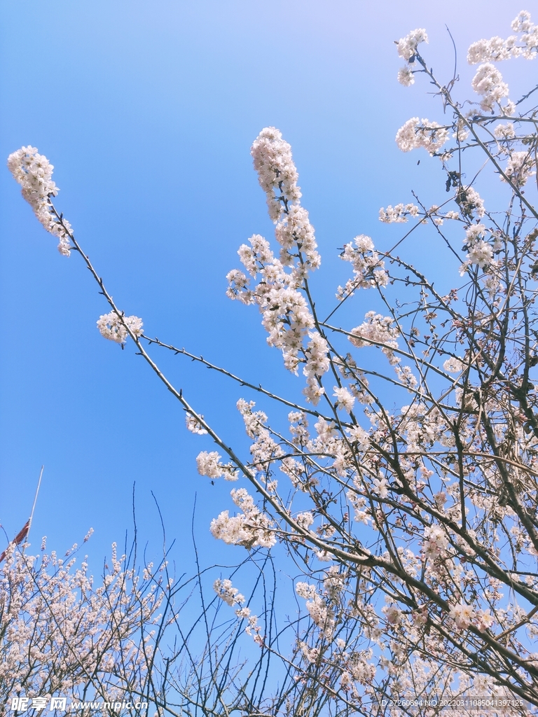  樱花 蓝天 图片 粉色 风景