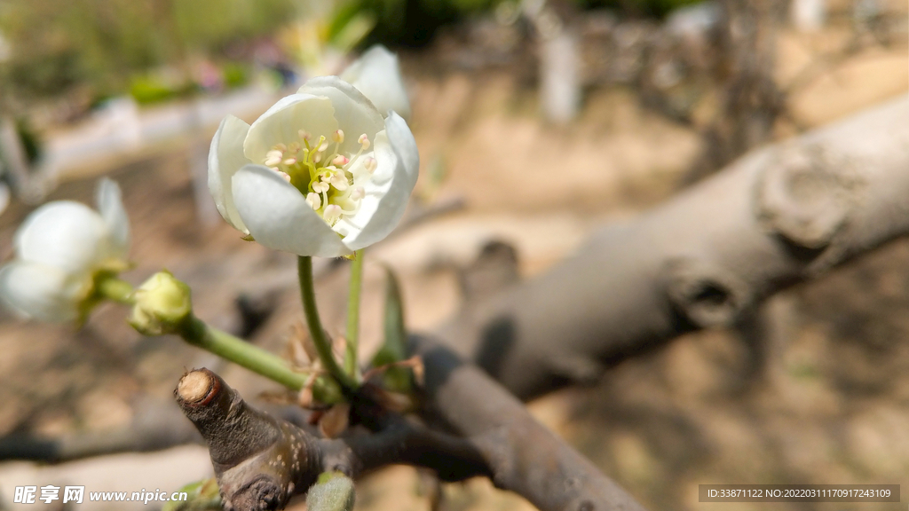 梨花 