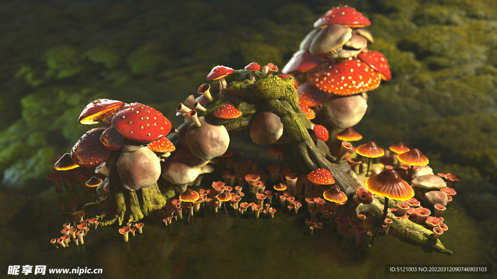 红伞伞毒蝇鹅膏高清图片