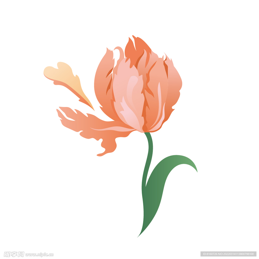 矢量花卉插画三