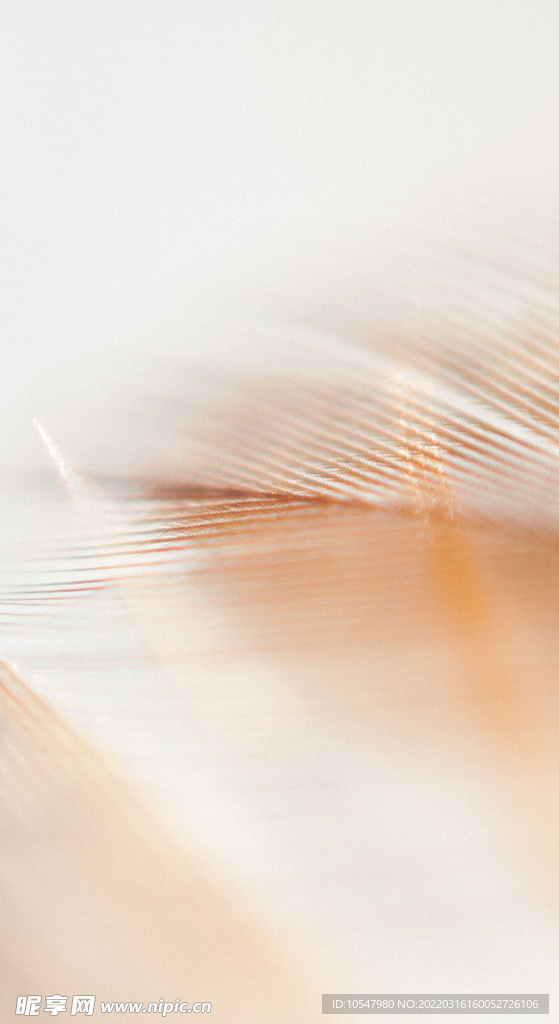 电商羽毛背景图片极简轻奢优雅