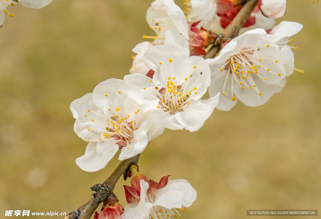白色桃花高清特写