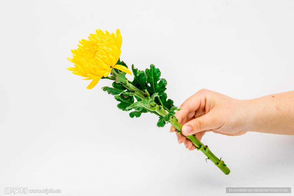 清明节祭祀菊花