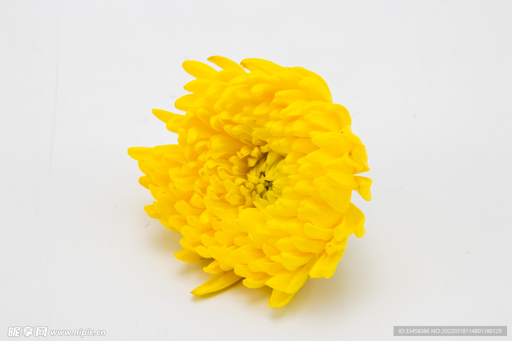 清明节祭祀菊花