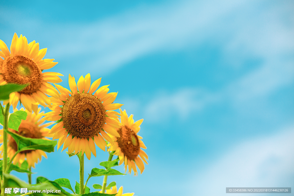 向日葵夏季