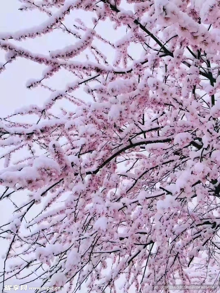 春雪 桃花