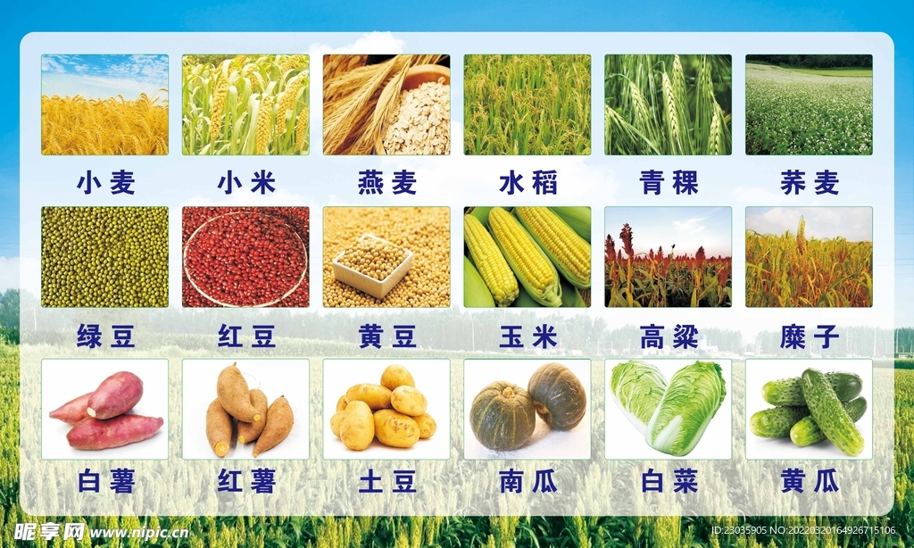 农作物图集 农作物介绍 庄稼