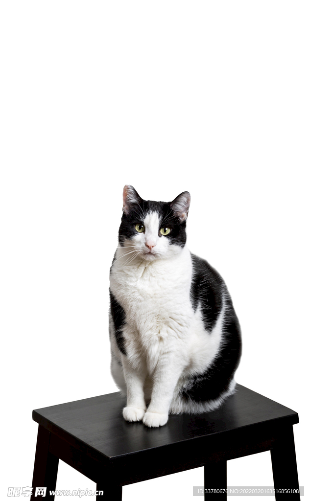 宠物猫透明素材图