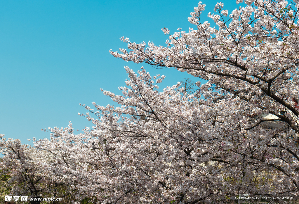 樱花高清素材