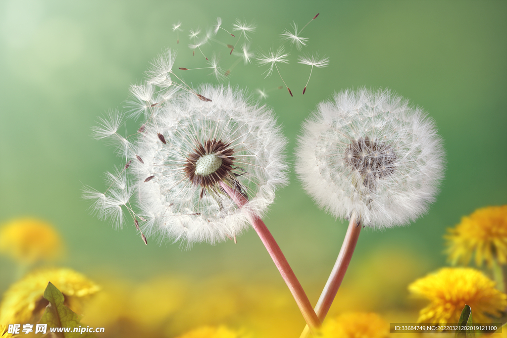 蒲公英图片