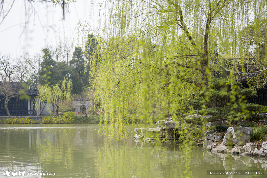 杨柳依依超高清大图