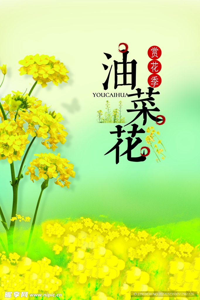 油菜花海报