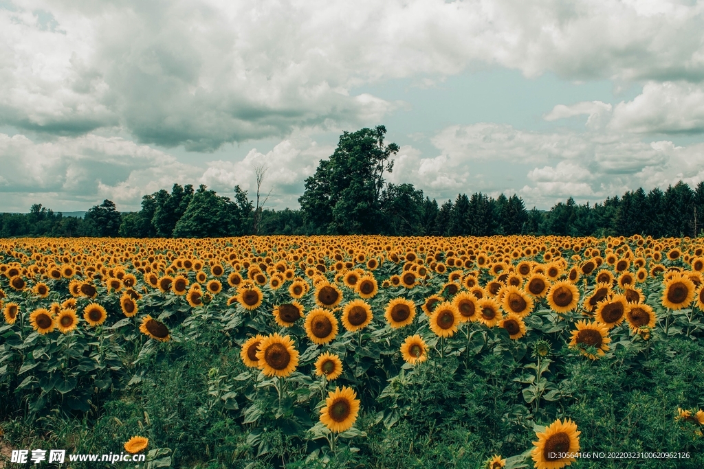 户外向日葵花田