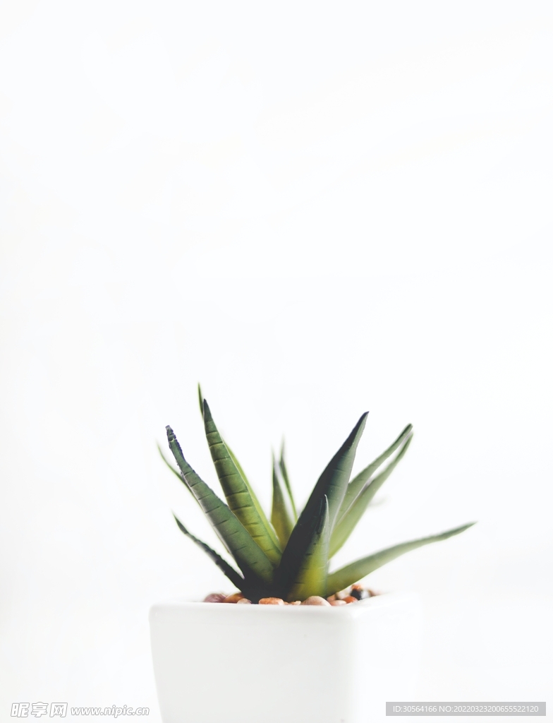 室内简约白色植物