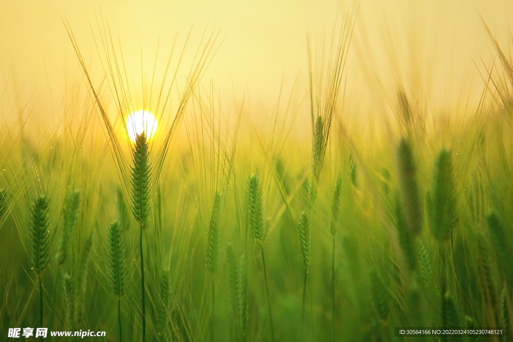 户外麦田自然景观