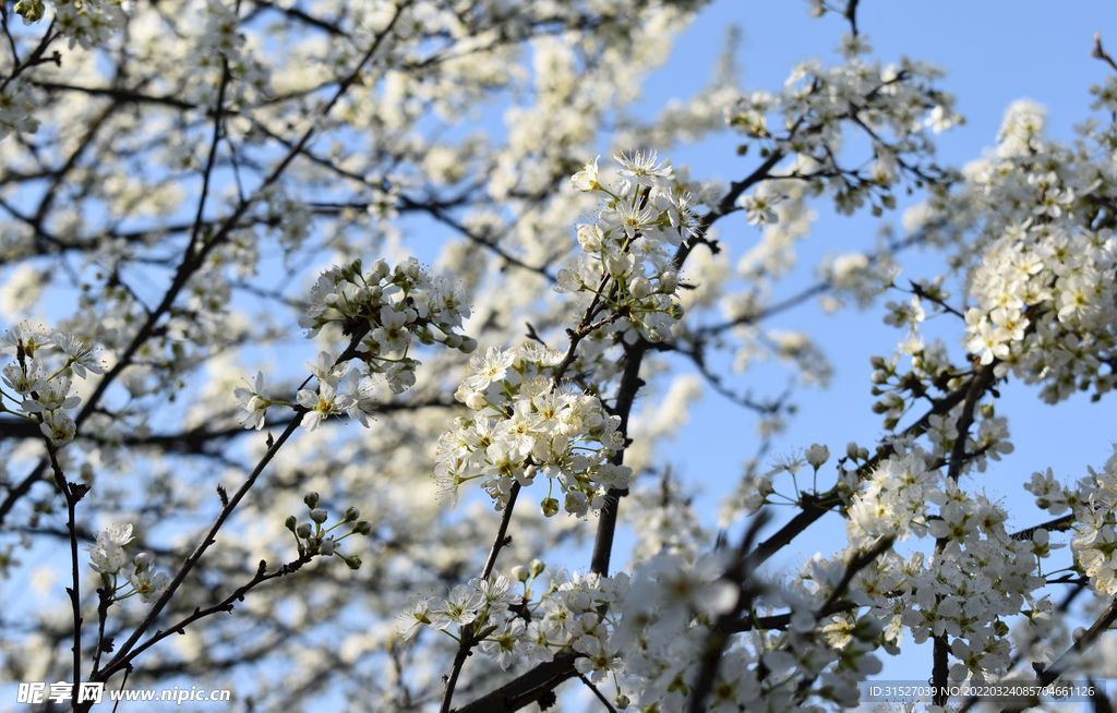 蓝天下的梨花