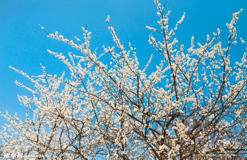 蓝天下盛开的梨花