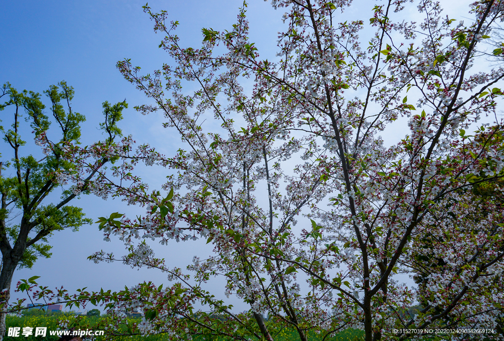 蓝天下盛开的梨花树