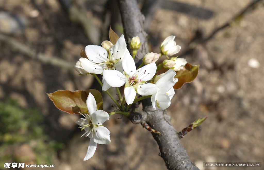 洁白的梨花高清摄影
