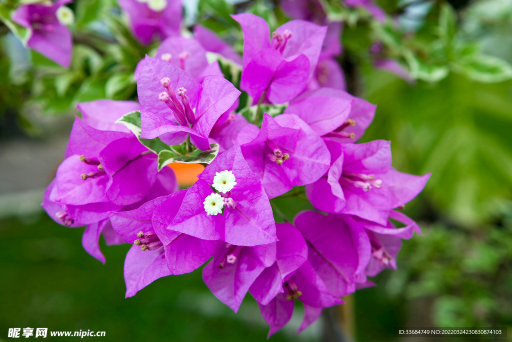 三角梅 花园里的花开了