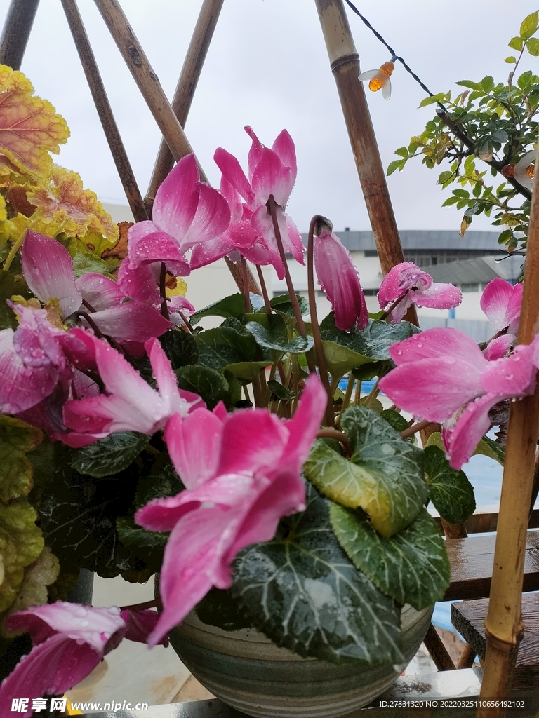 花卉花园植物盆栽仙客来粉色花鲜