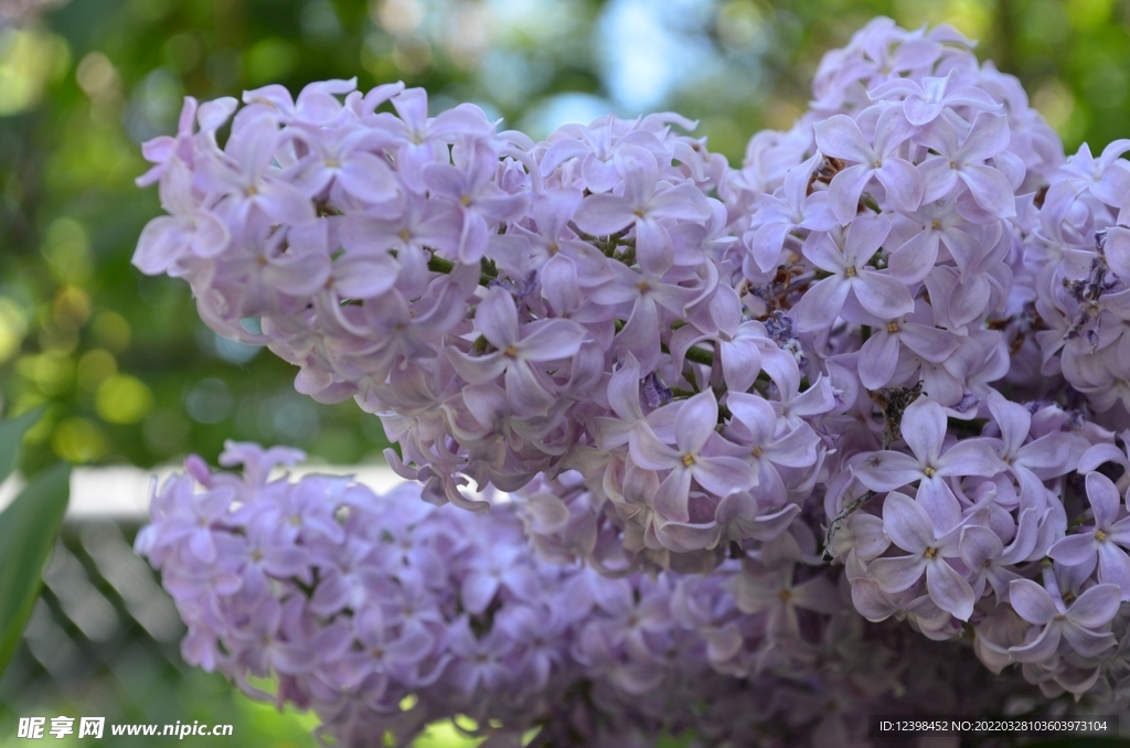 美丽的丁香花