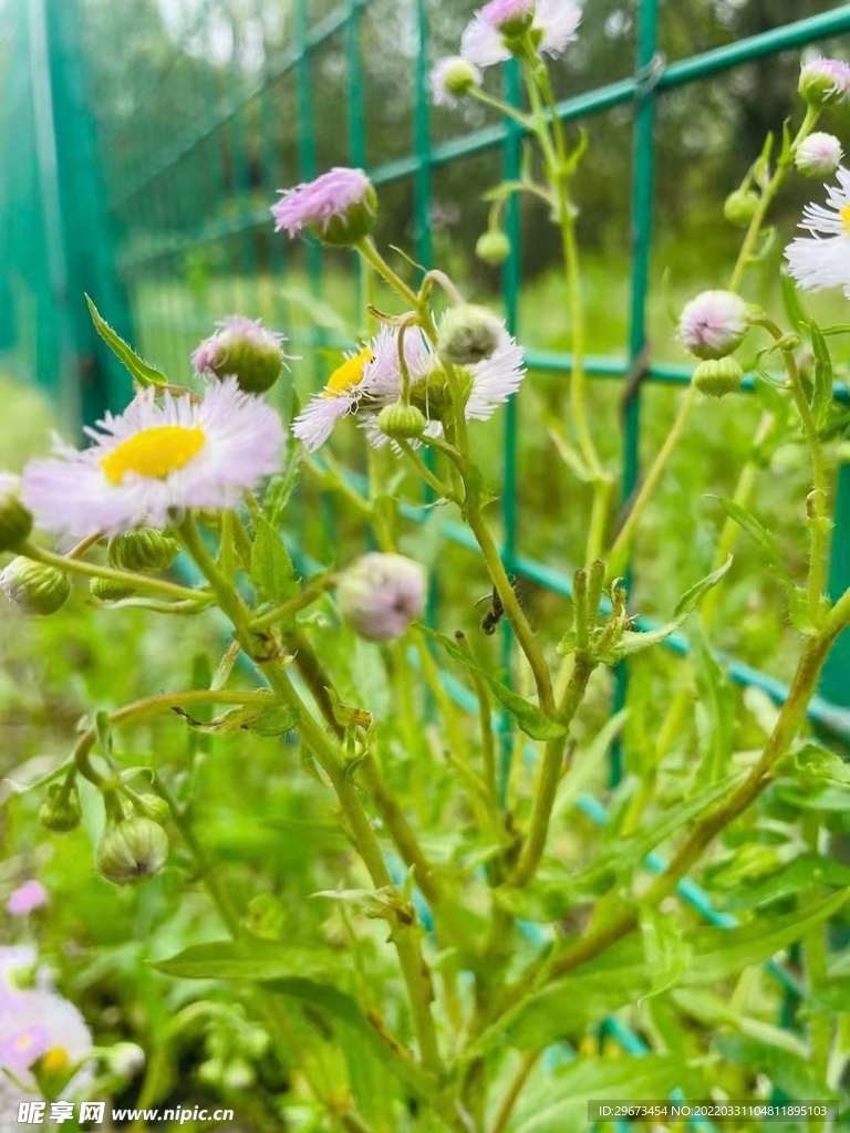 小菊花微信情绪配图