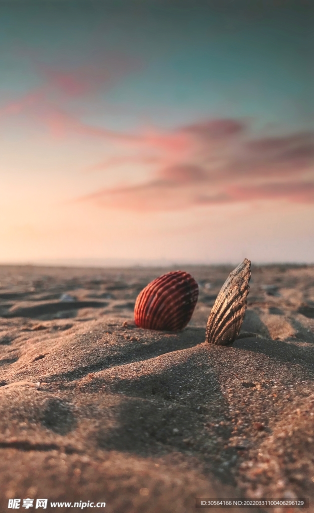 户外沙滩贝壳