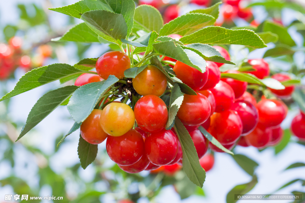 新鲜果园红色果实