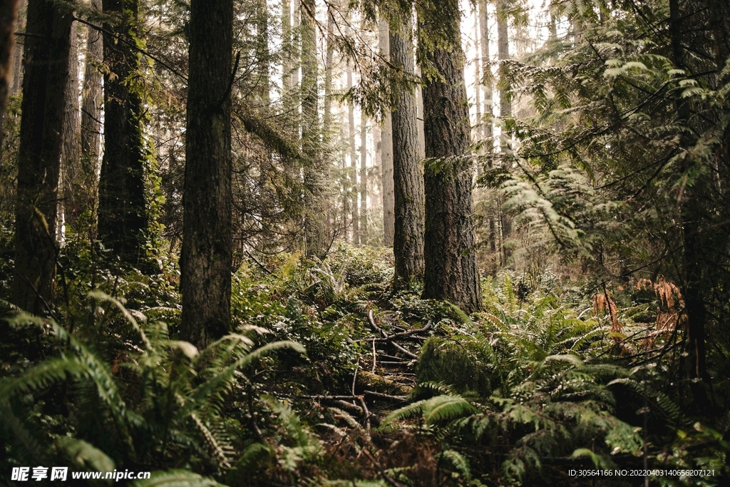 户外森林自然景观