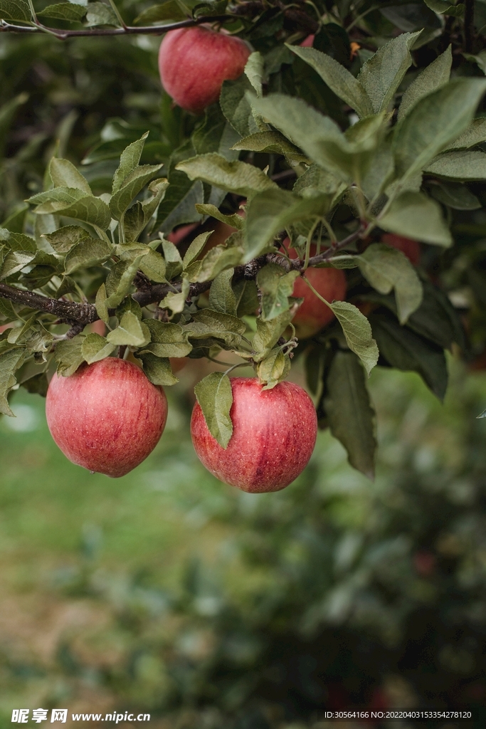户外苹果树