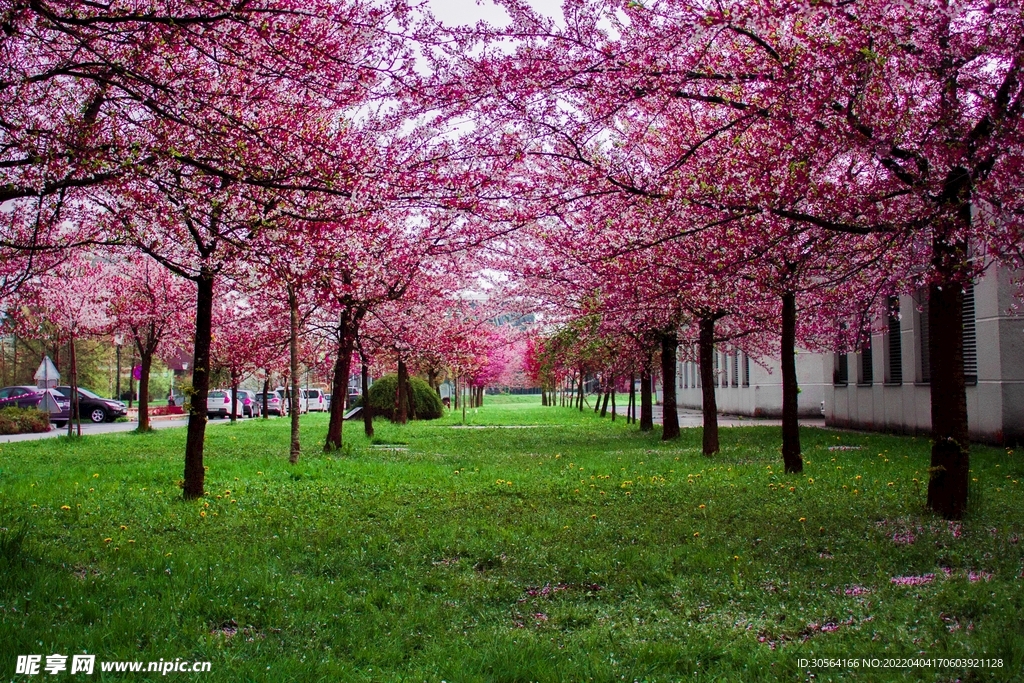 户外桃花自然景观