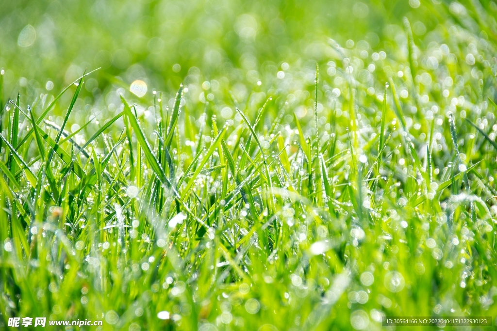 户外小花自然景观