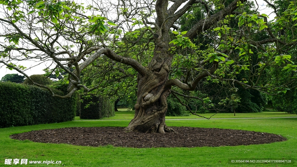 户外草坪树木