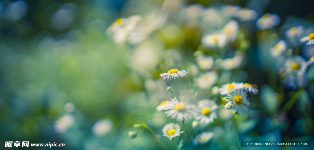 小野菊花高清图片