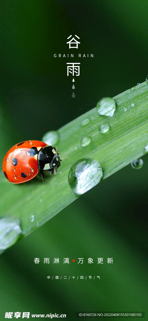 谷雨节气海报