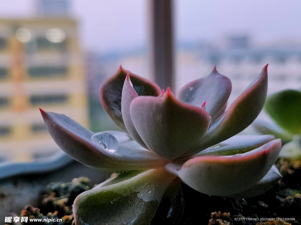 多肉——叶片有水珠