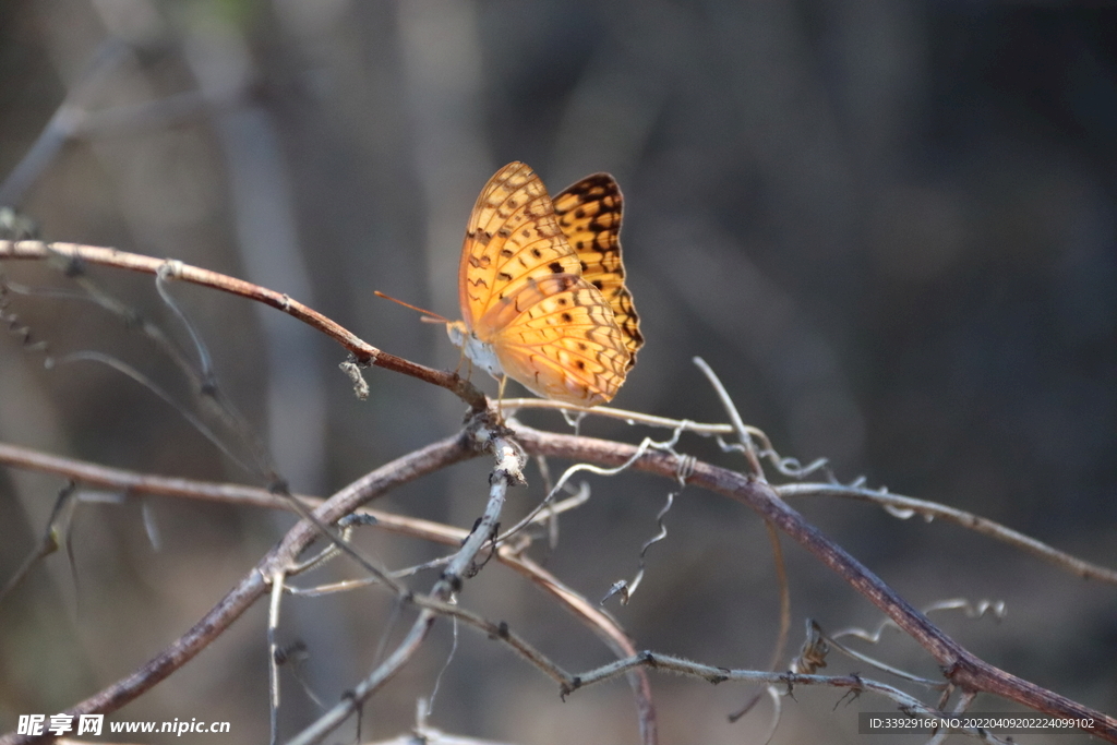 枝条上的蝴蝶