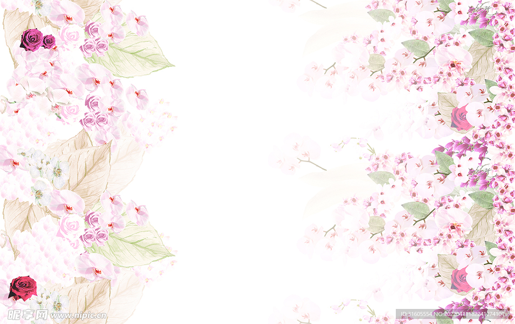 双边定位大牌蝴蝶兰